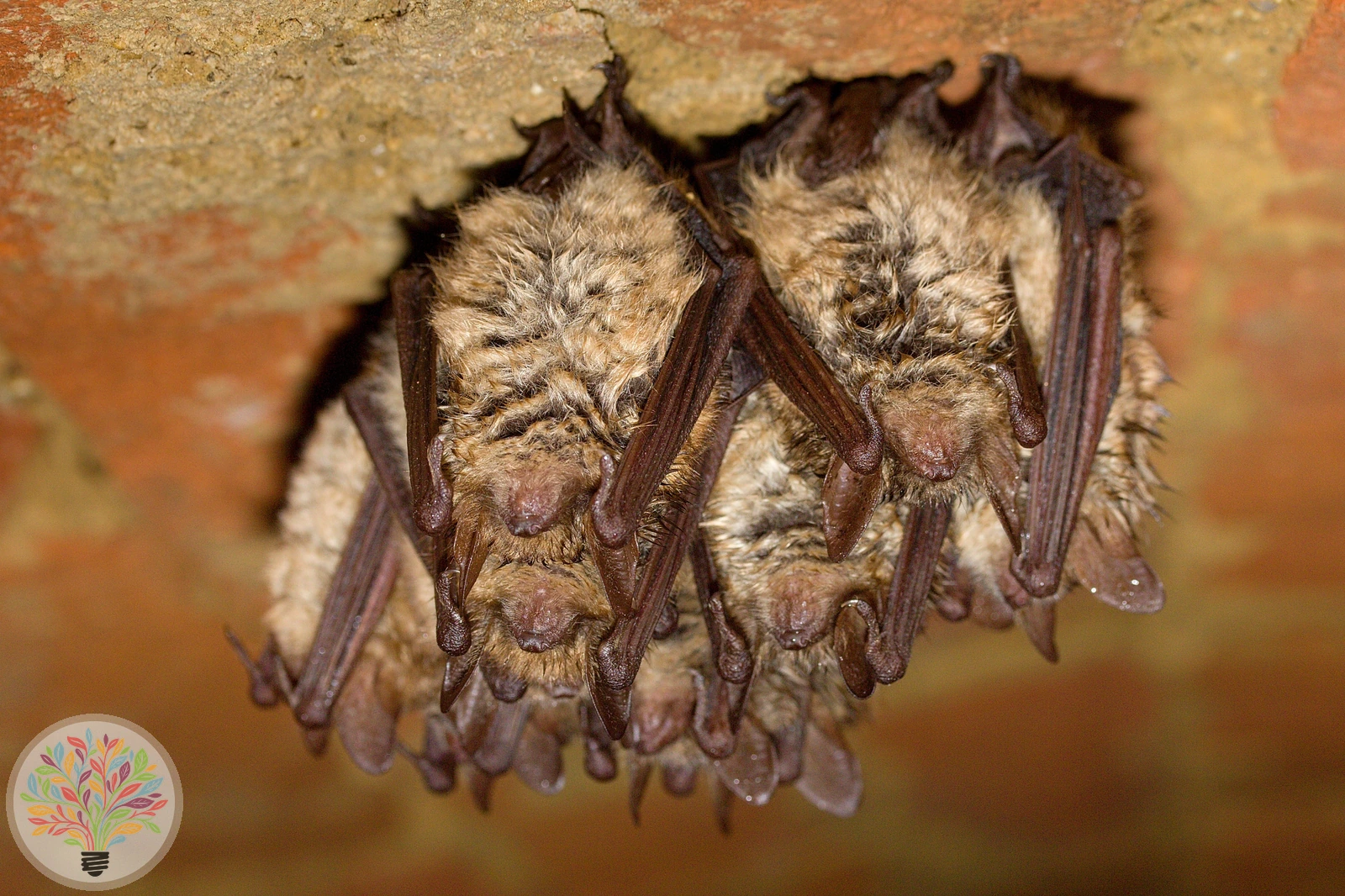 Myotis emarginatus – Bild 2 von 2