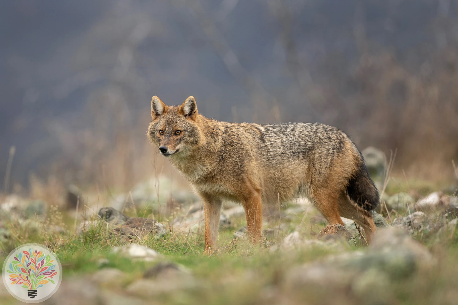 Goldschakal – Bild 4 von 6