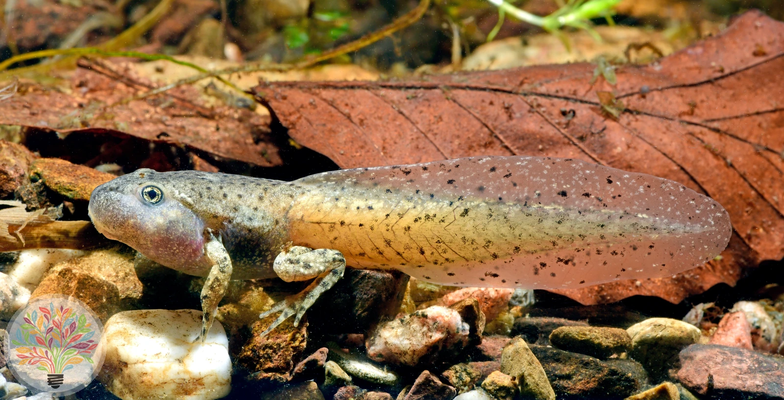 Geburtshelferkröte – Bild 2 von 4