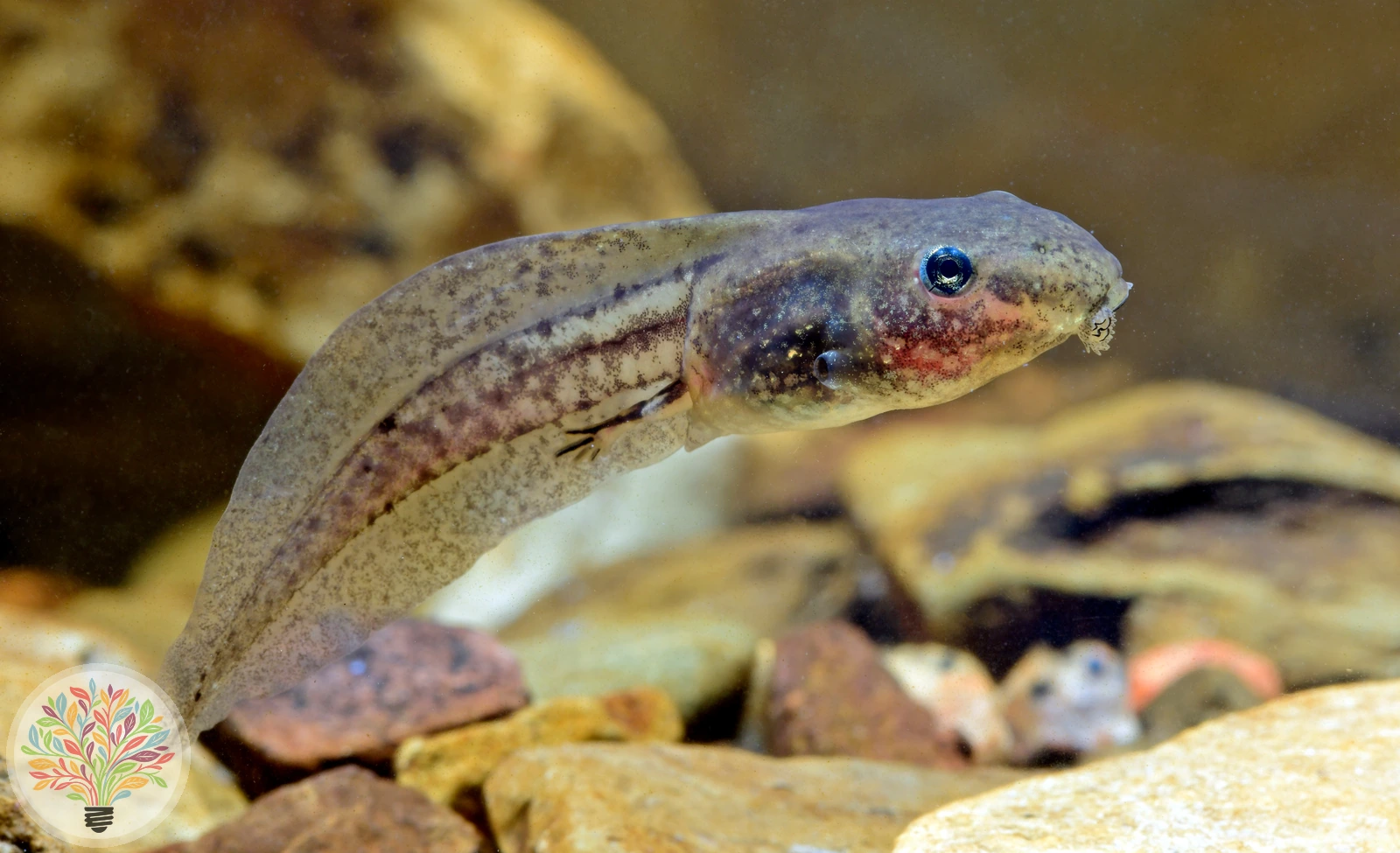 Kleine Wasserfrosch – Bild 3 von 4