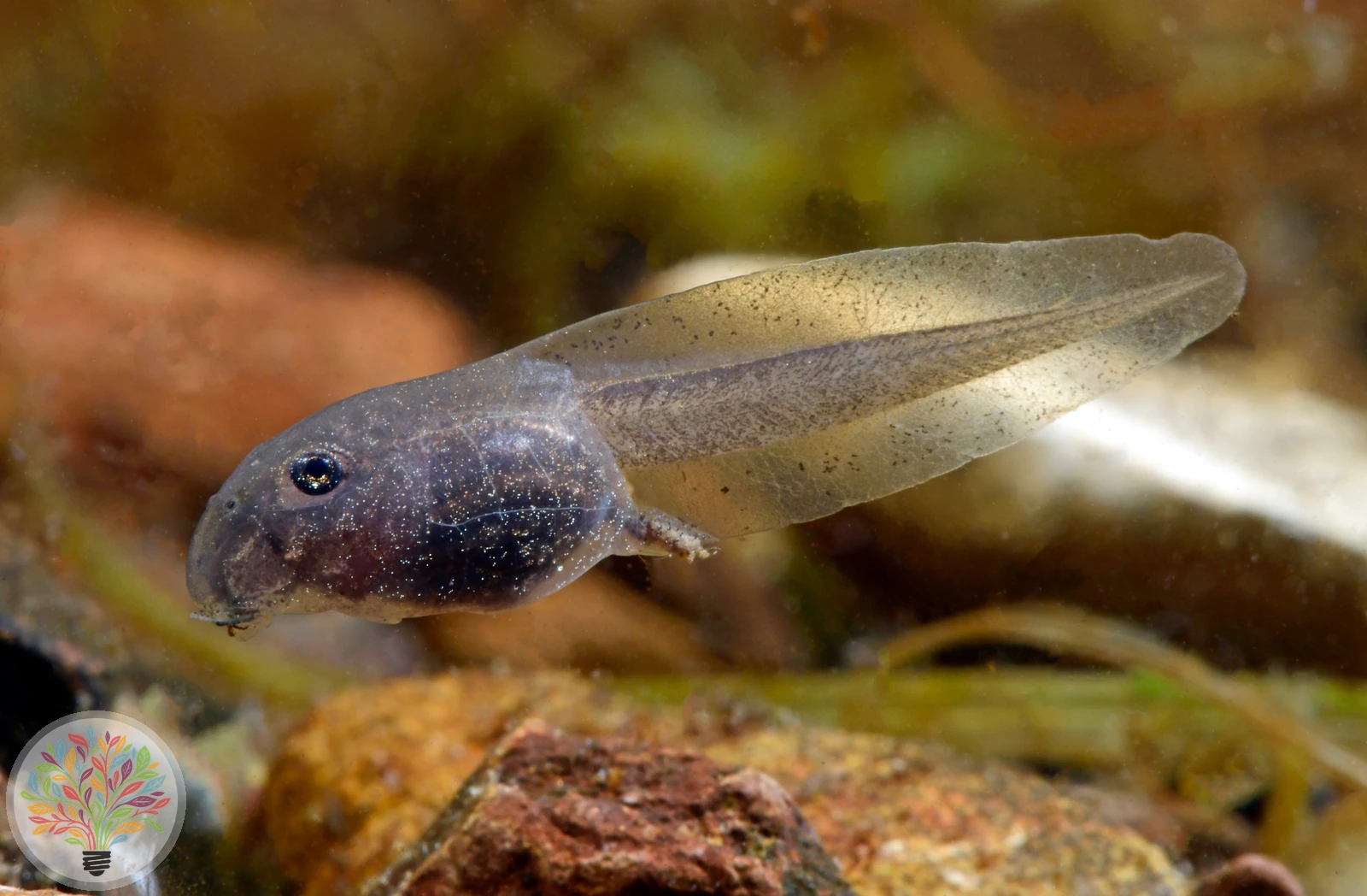 Geburtshelferkröte – Bild 3 von 4