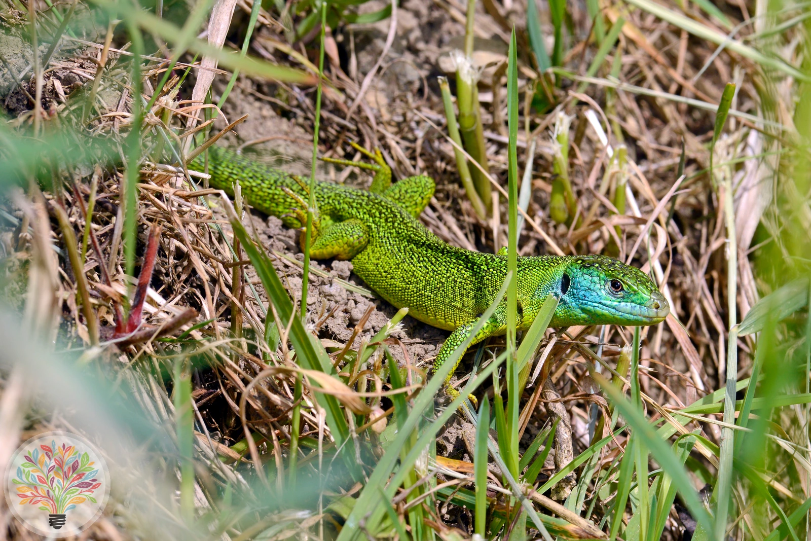 Westliche Smaradgeidechse – Bild 2 von 2