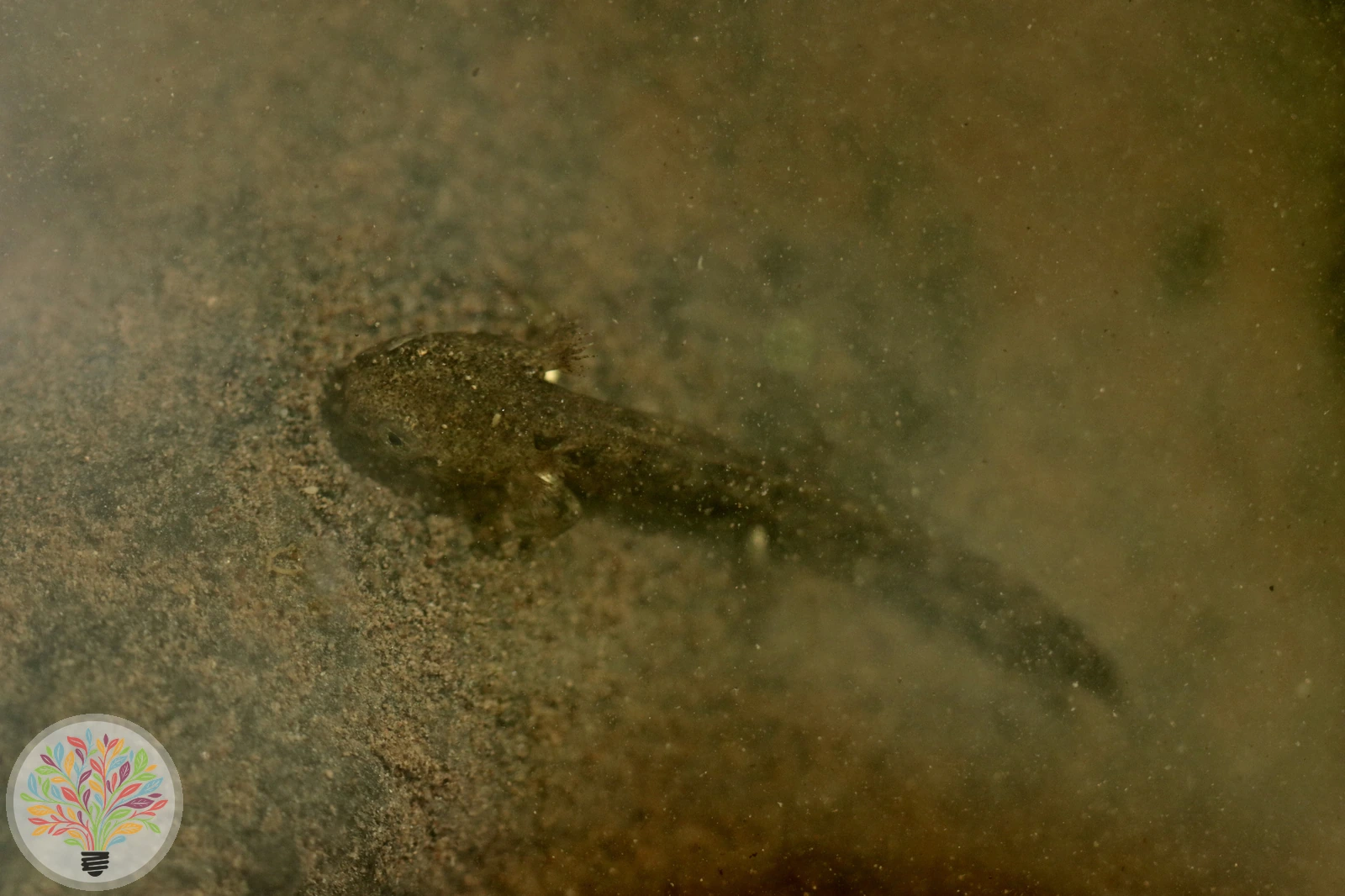 Feuersalamander – Bild 3 von 5