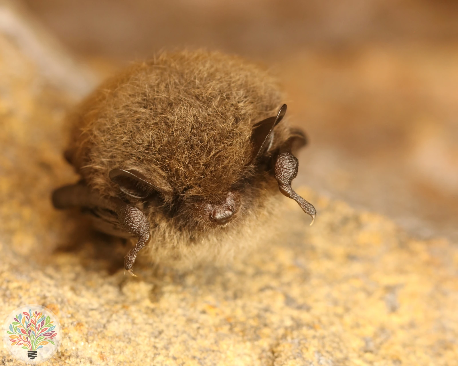 Kleine Bartfledermaus – Bild 1 von 2