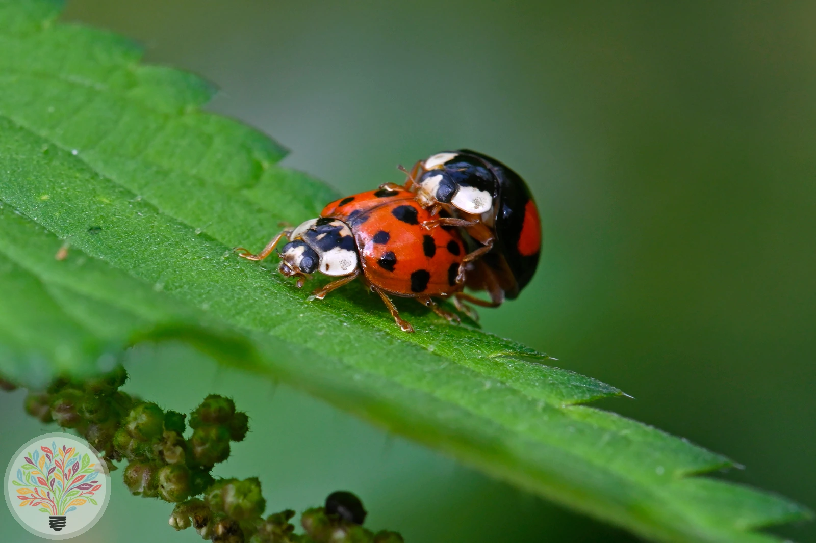 Asiatischer Marienkäfer – Bild 4 von 5