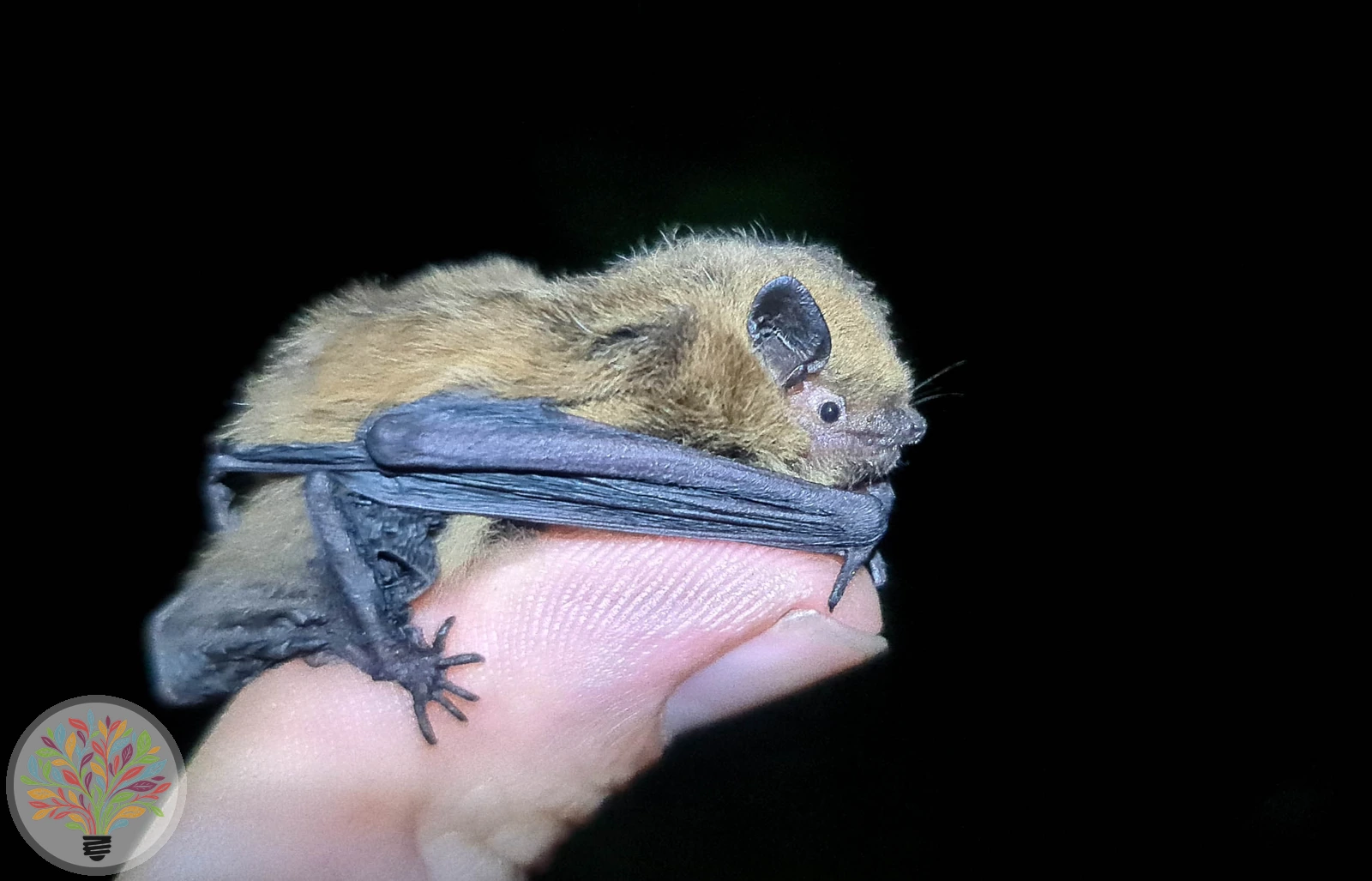 Zwergfledermaus – Bild 2 von 2