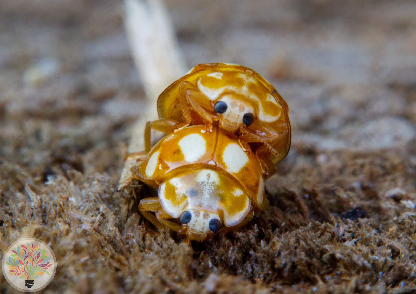 Zehnfleckiger Marienkäfer – Bild 3 von 4
