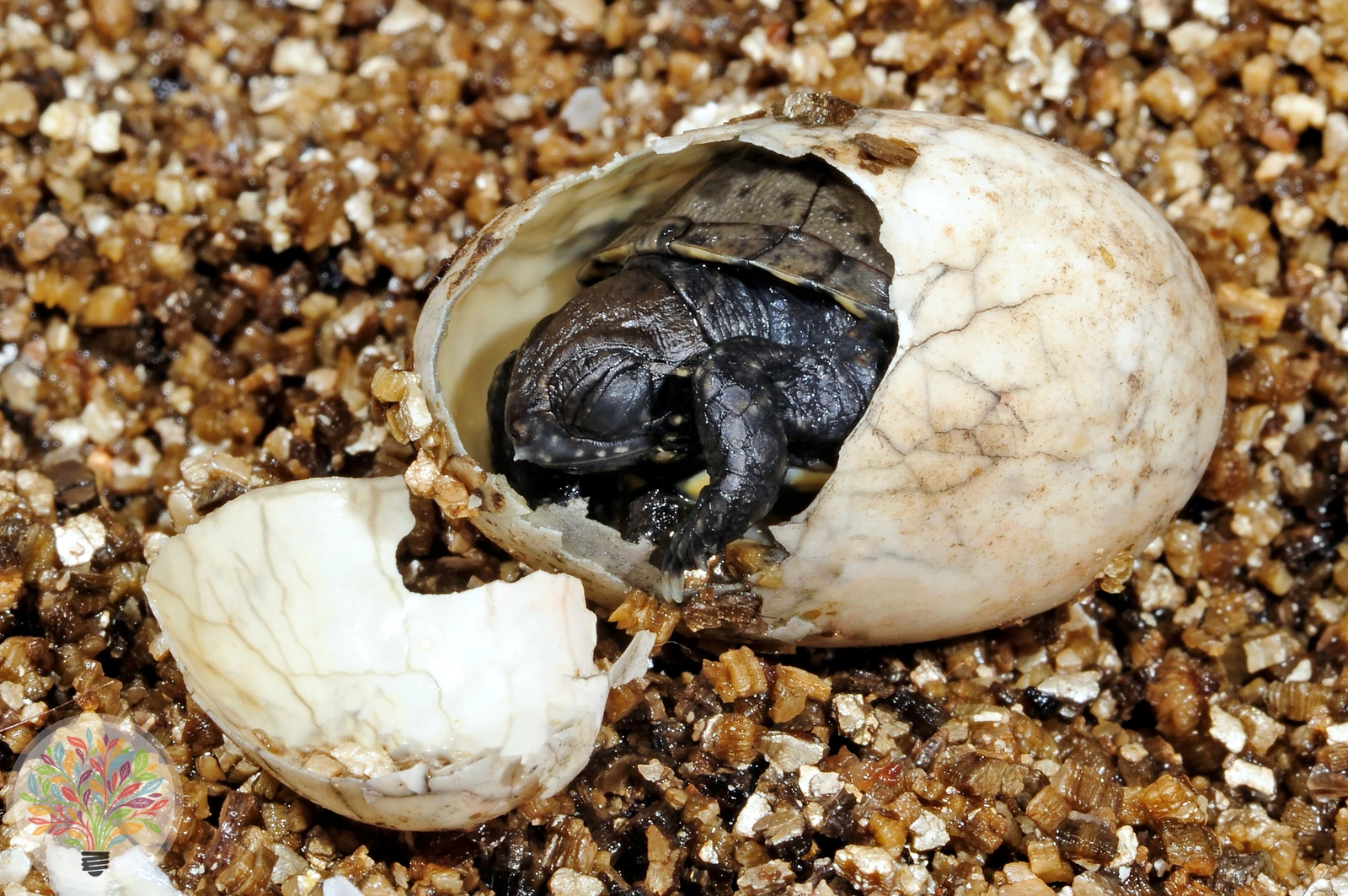 Europäische Sumpfschildkröte – Bild 2 von 4