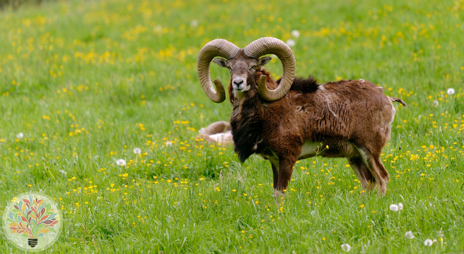 Mufflon – Bild 3 von 3