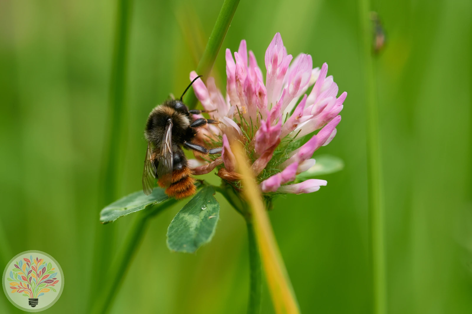 Gartenhummel – Bild 2 von 2