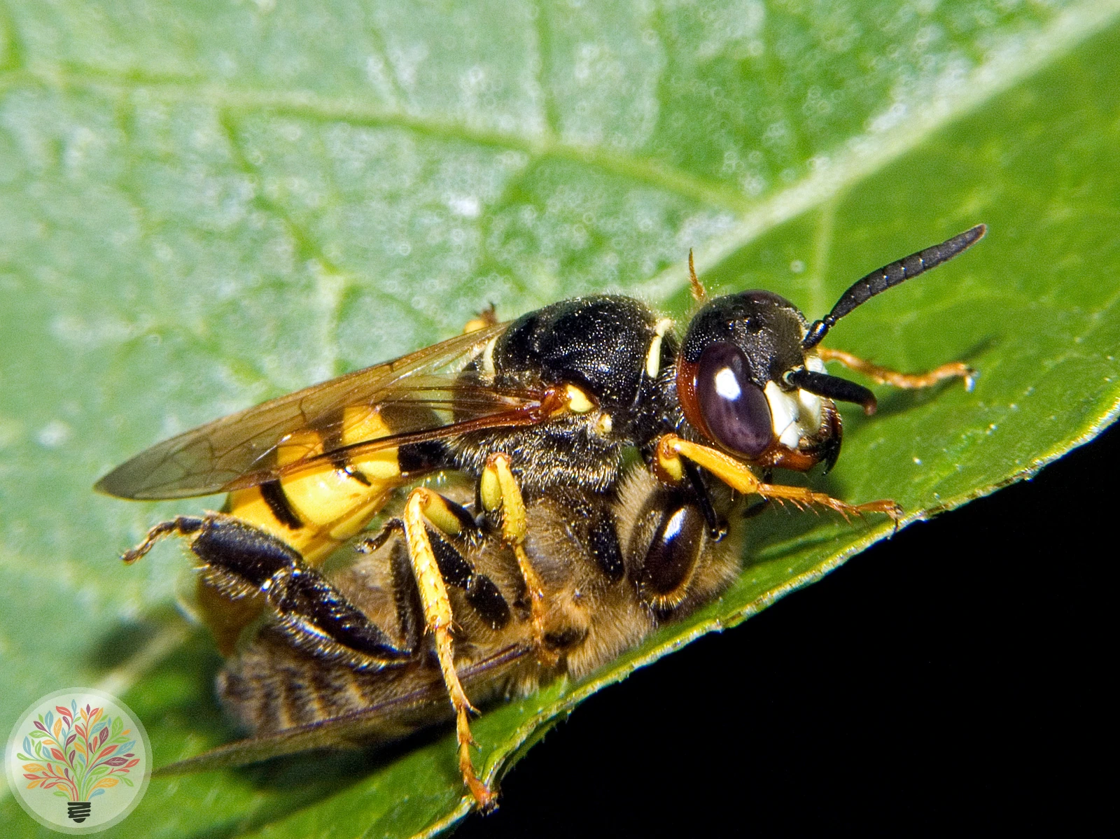 Bienenwolf – Bild 2 von 2