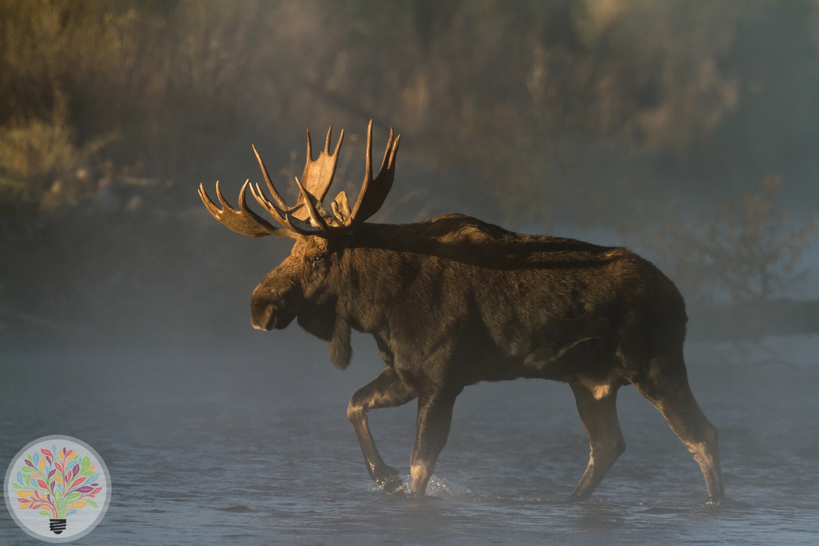 Elch – Bild 2 von 3