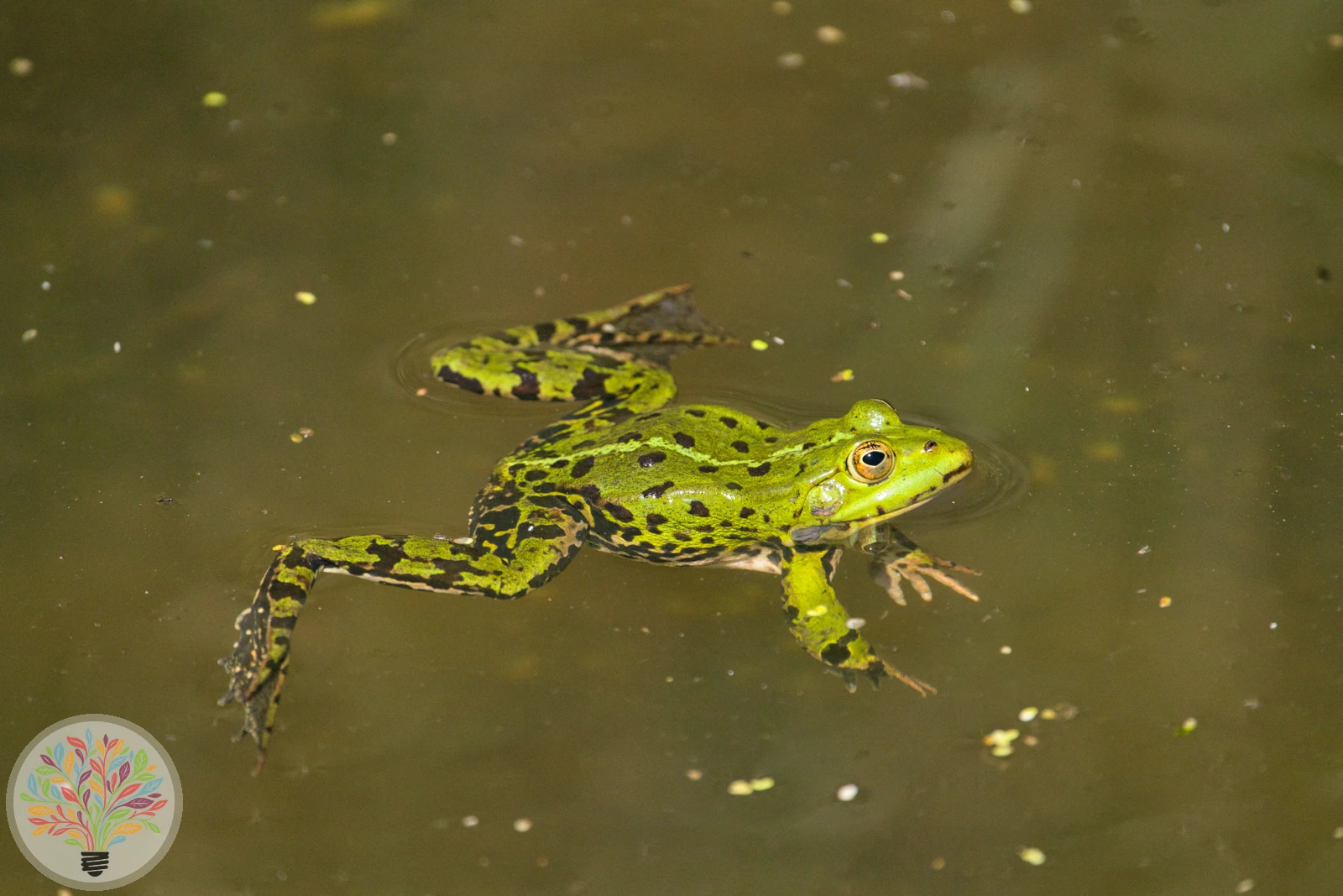 Pelophylax esculentus – Bild 4 von 4