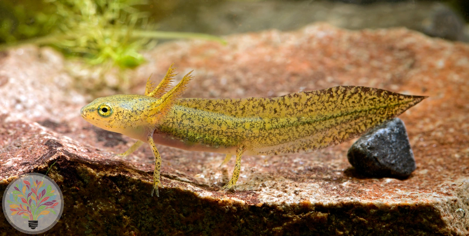 Bergmolch – Bild 2 von 3