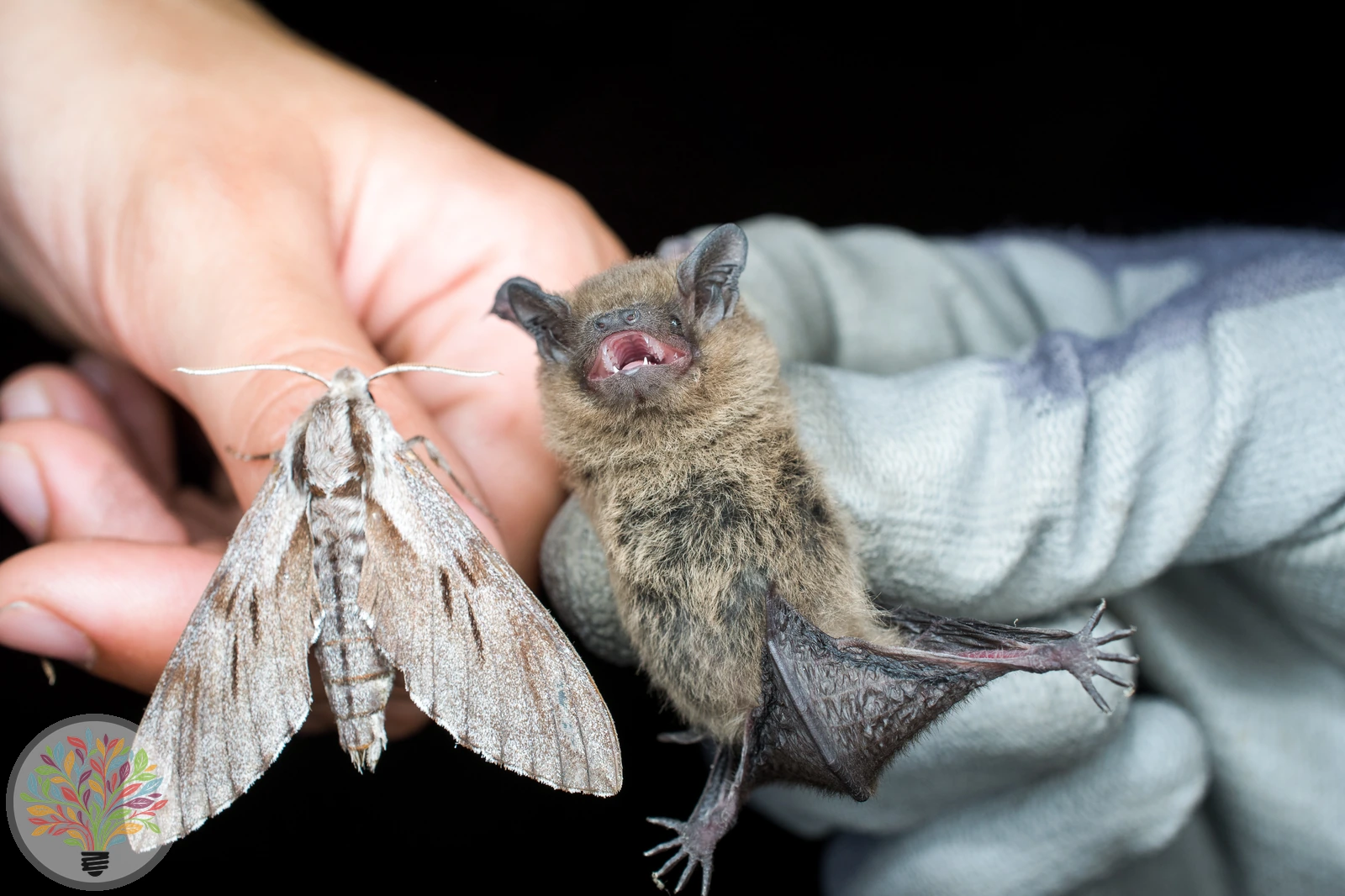 Zwergfledermaus – Bild 2 von 3