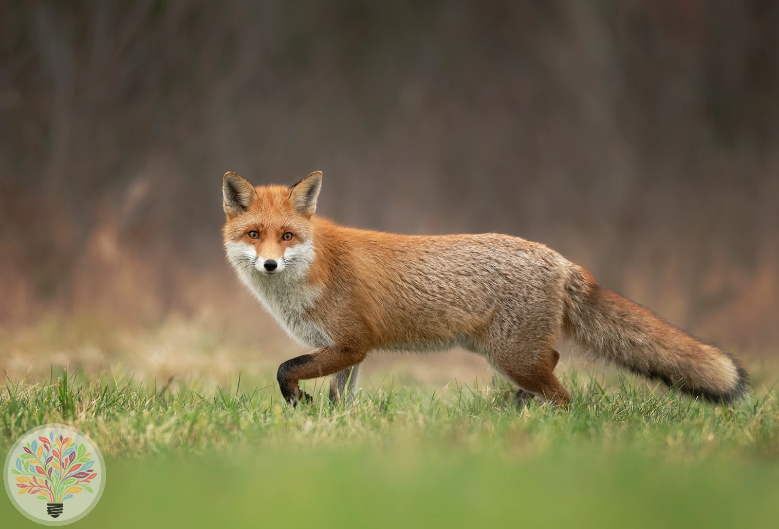 Rotfuchs – Bild 7 von 9