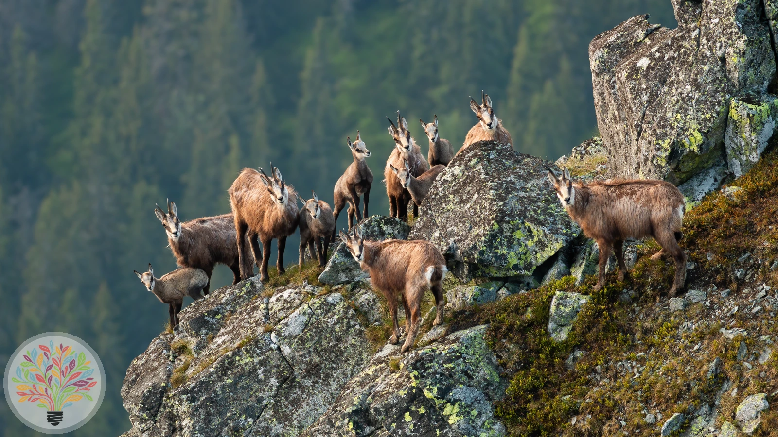 Gämse – Bild 3 von 3