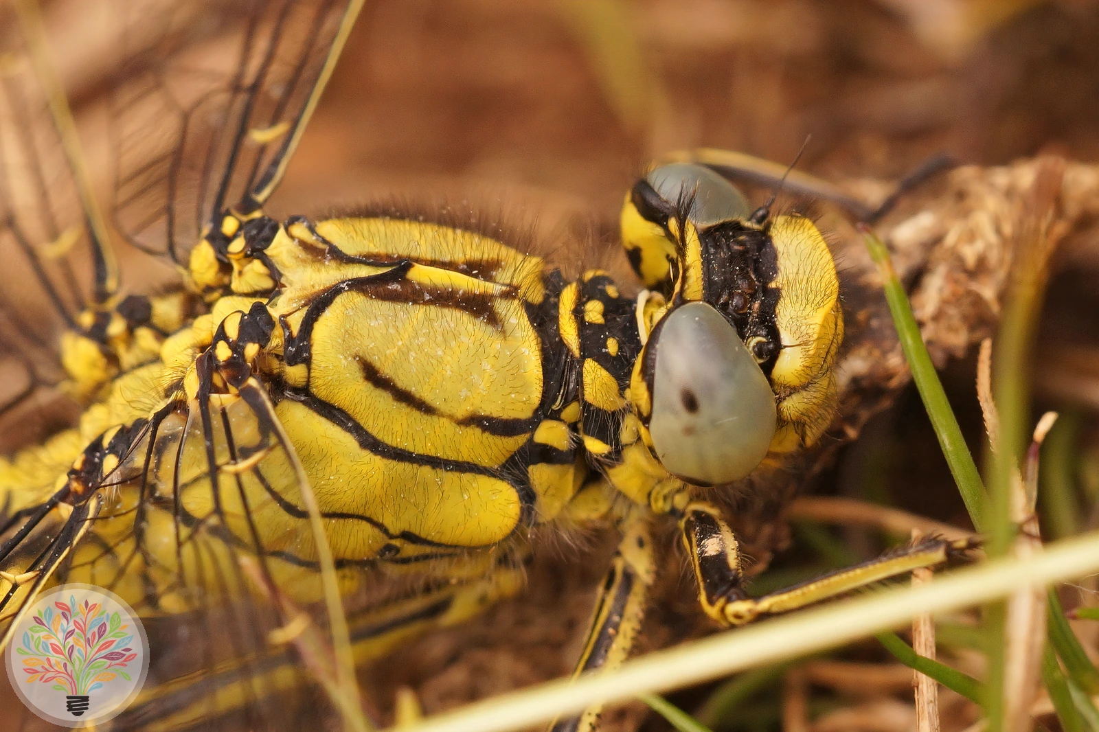 Westliche Keiljungfer – Bild 2 von 4
