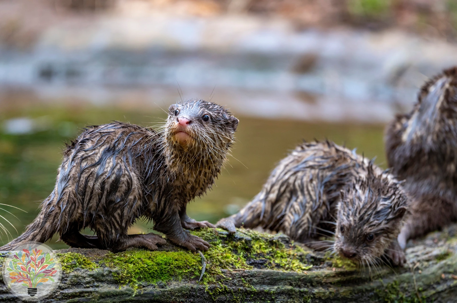 Fischotter – Bild 5 von 5