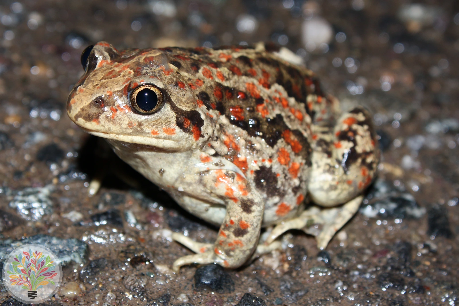 Knoblauchkröte – Bild 4 von 4