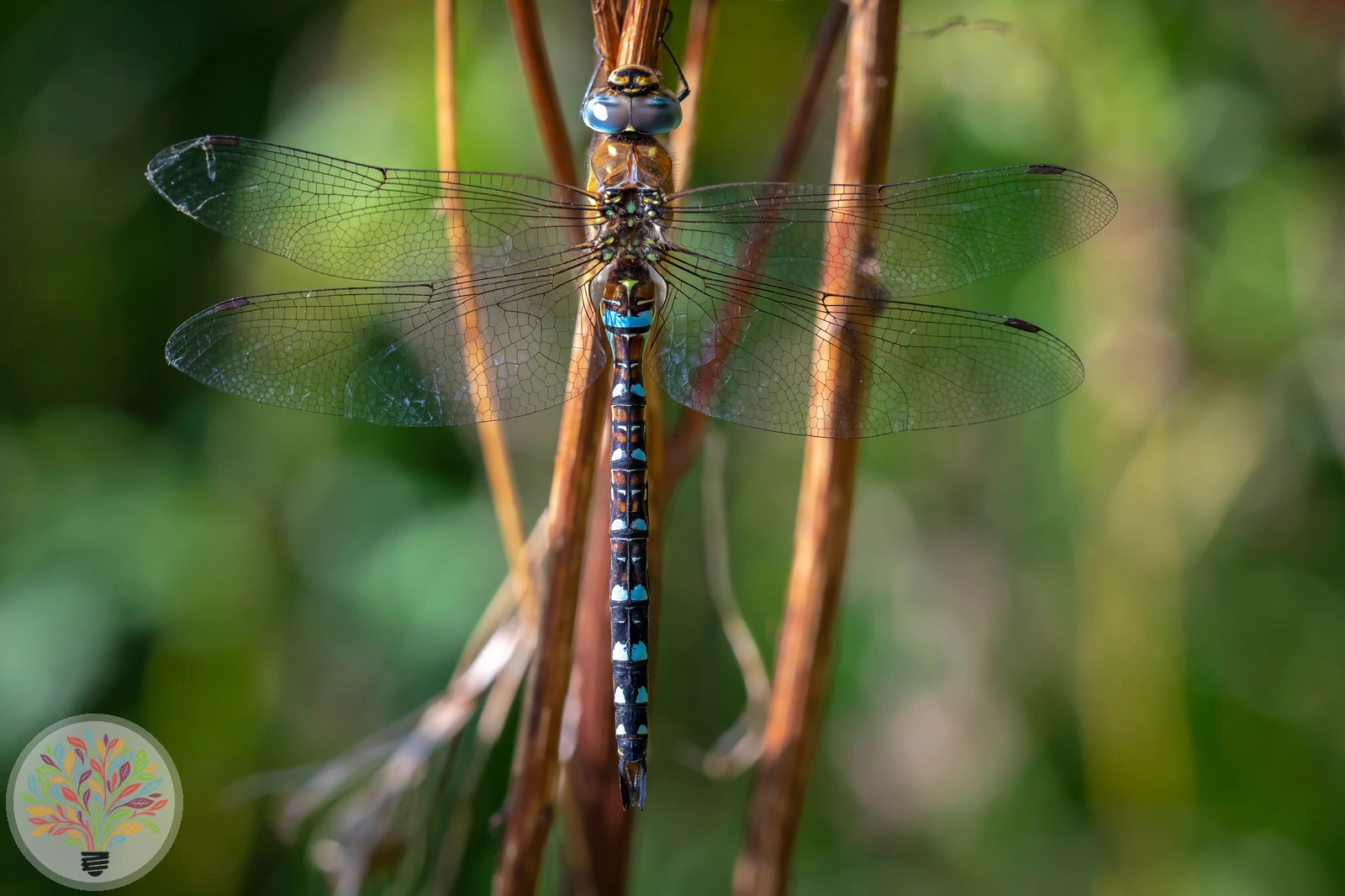 Aeshna mixta – Afbeelding 3 van 6