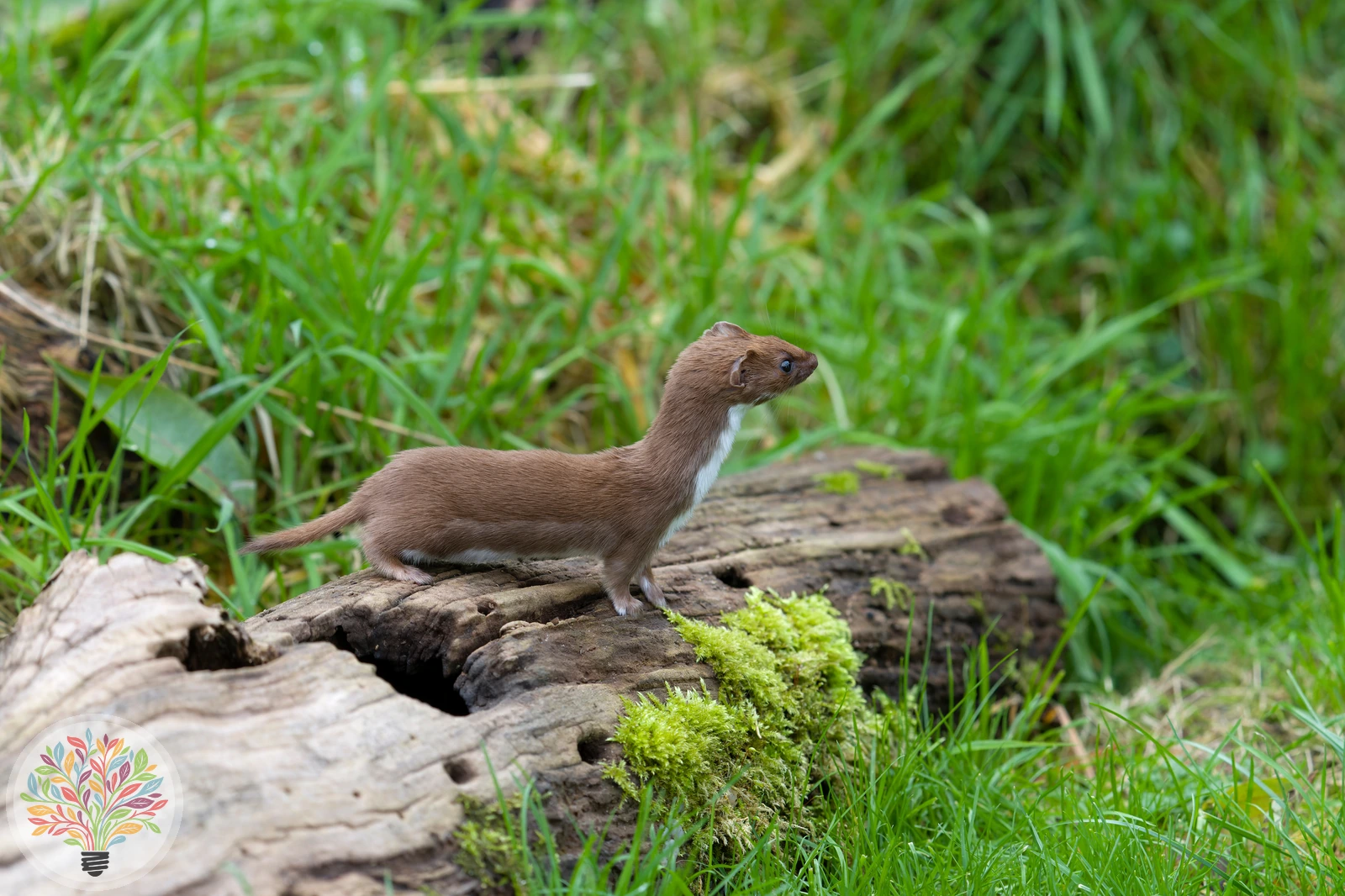 Zwergwiesel – Bild 2 von 4