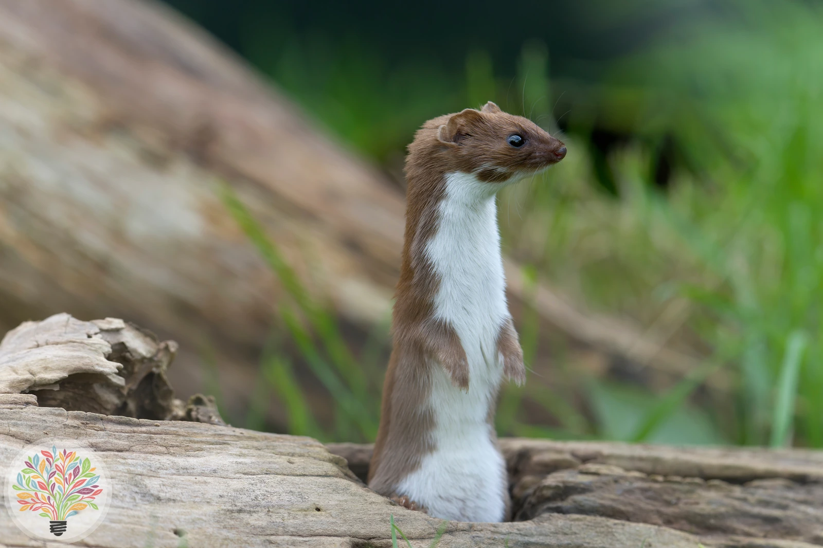 Zwergwiesel – Bild 3 von 4