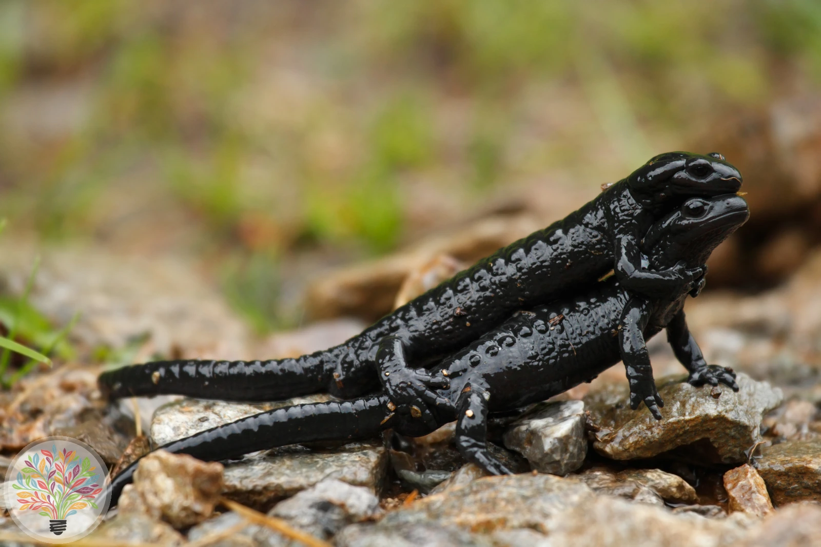 Alpensalamander – Bild 3 von 3