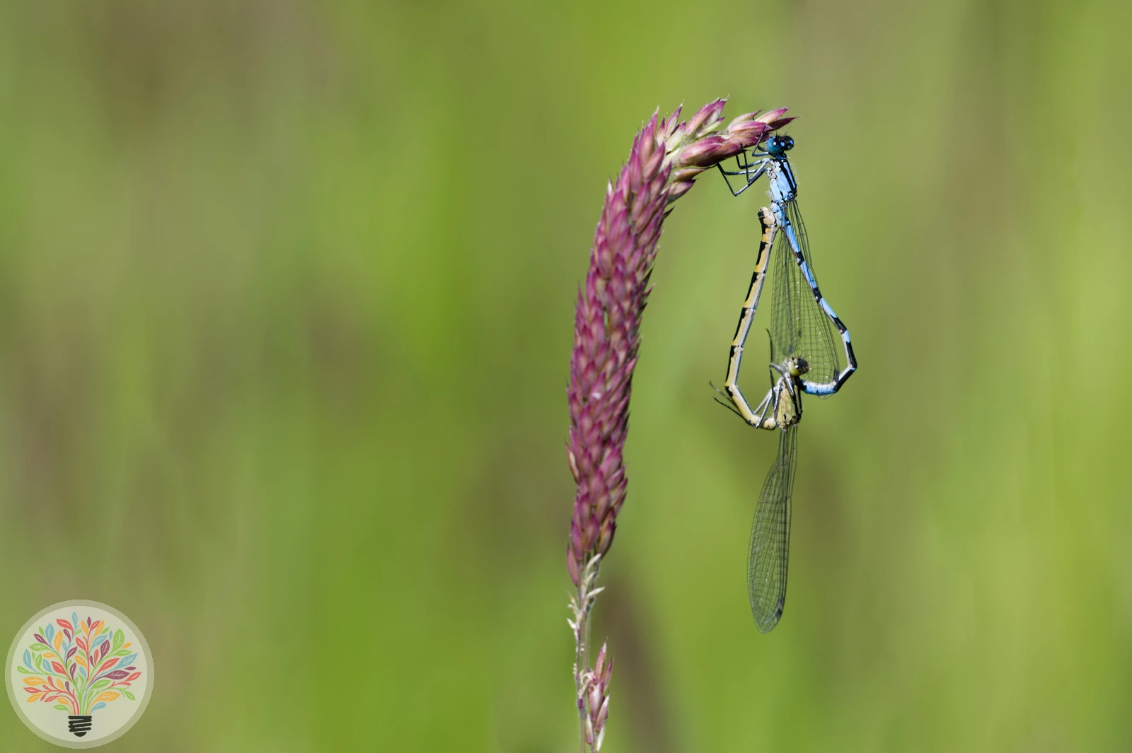 Gemeine Becherjungfer – Bild 2 von 2