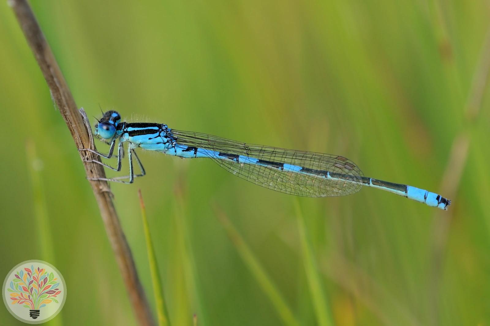 Gaffelwaterjuffer – Afbeelding 2 van 6