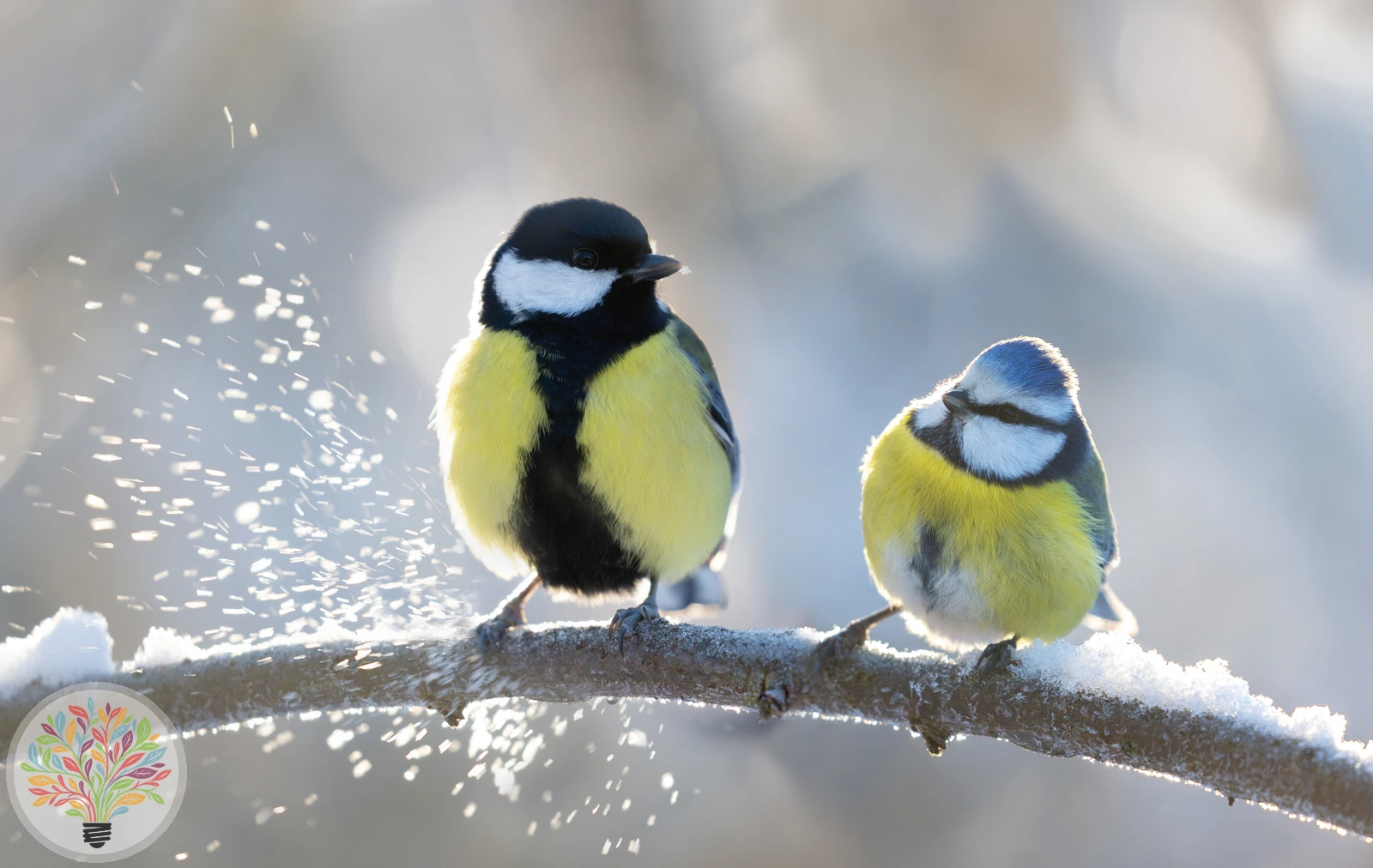 Parus major – Imagine 2 din 9