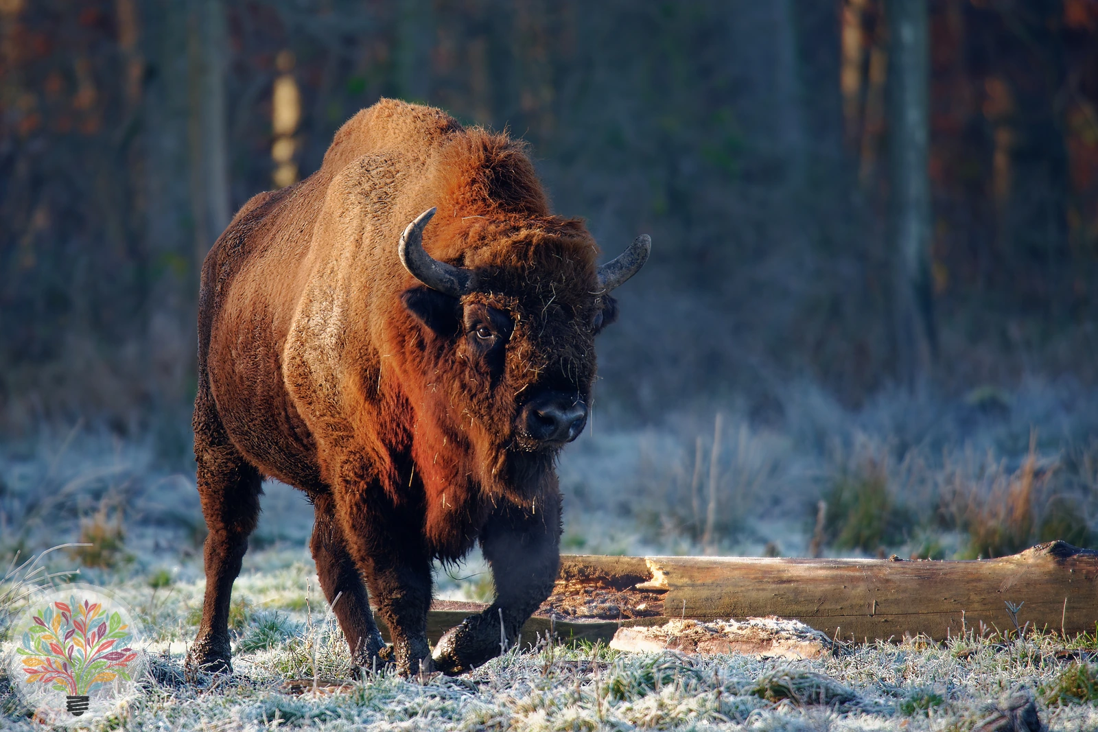 Wisent – Bild 3 von 4