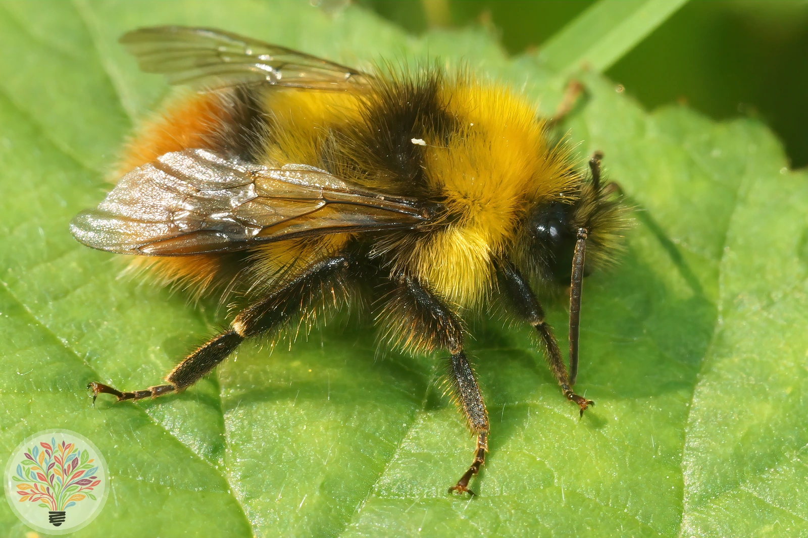 Wiesenhummel – Bild 2 von 3
