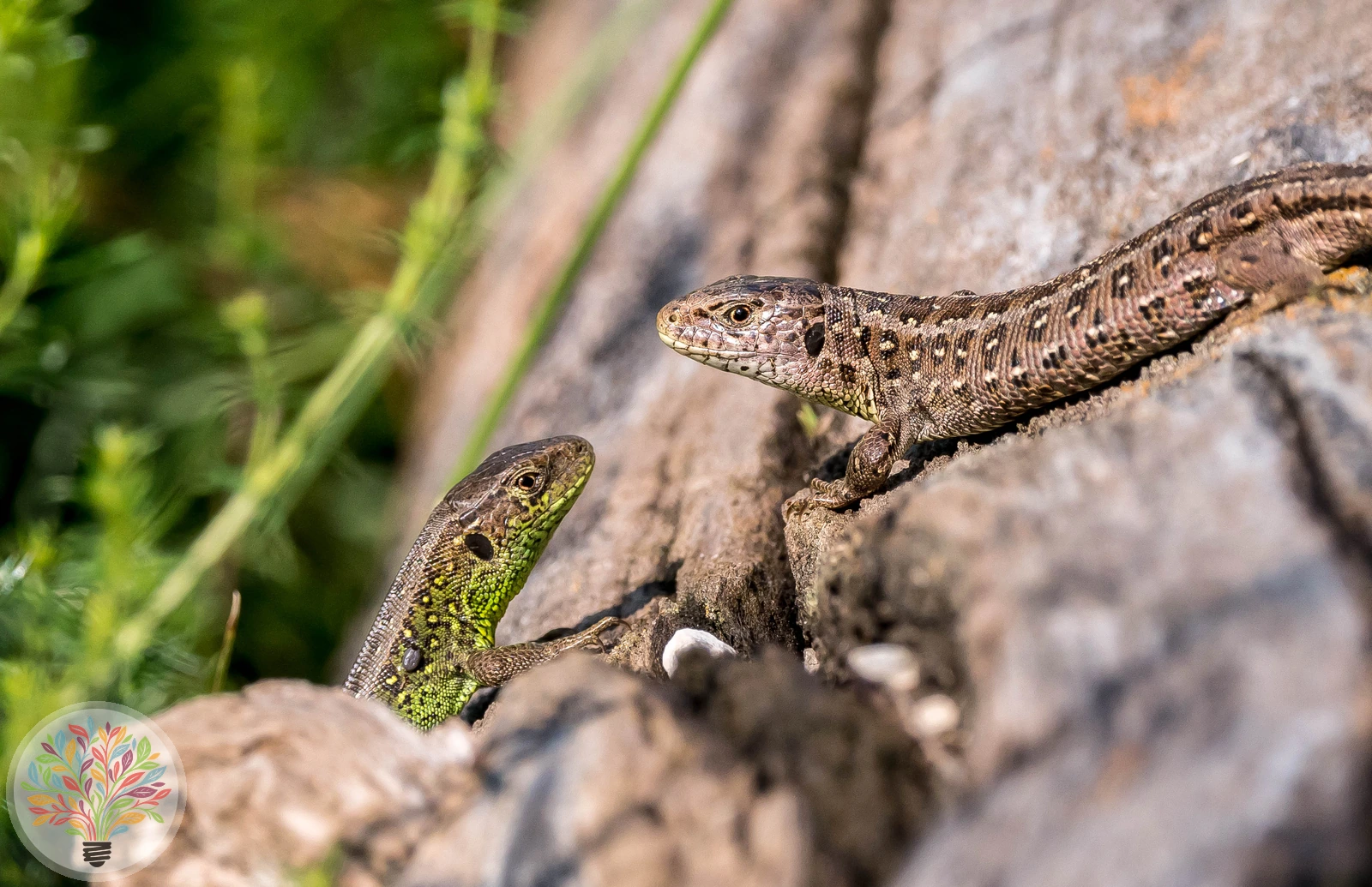 Grusinische Zauneidechse [grusinica] – Bild 4 von 5