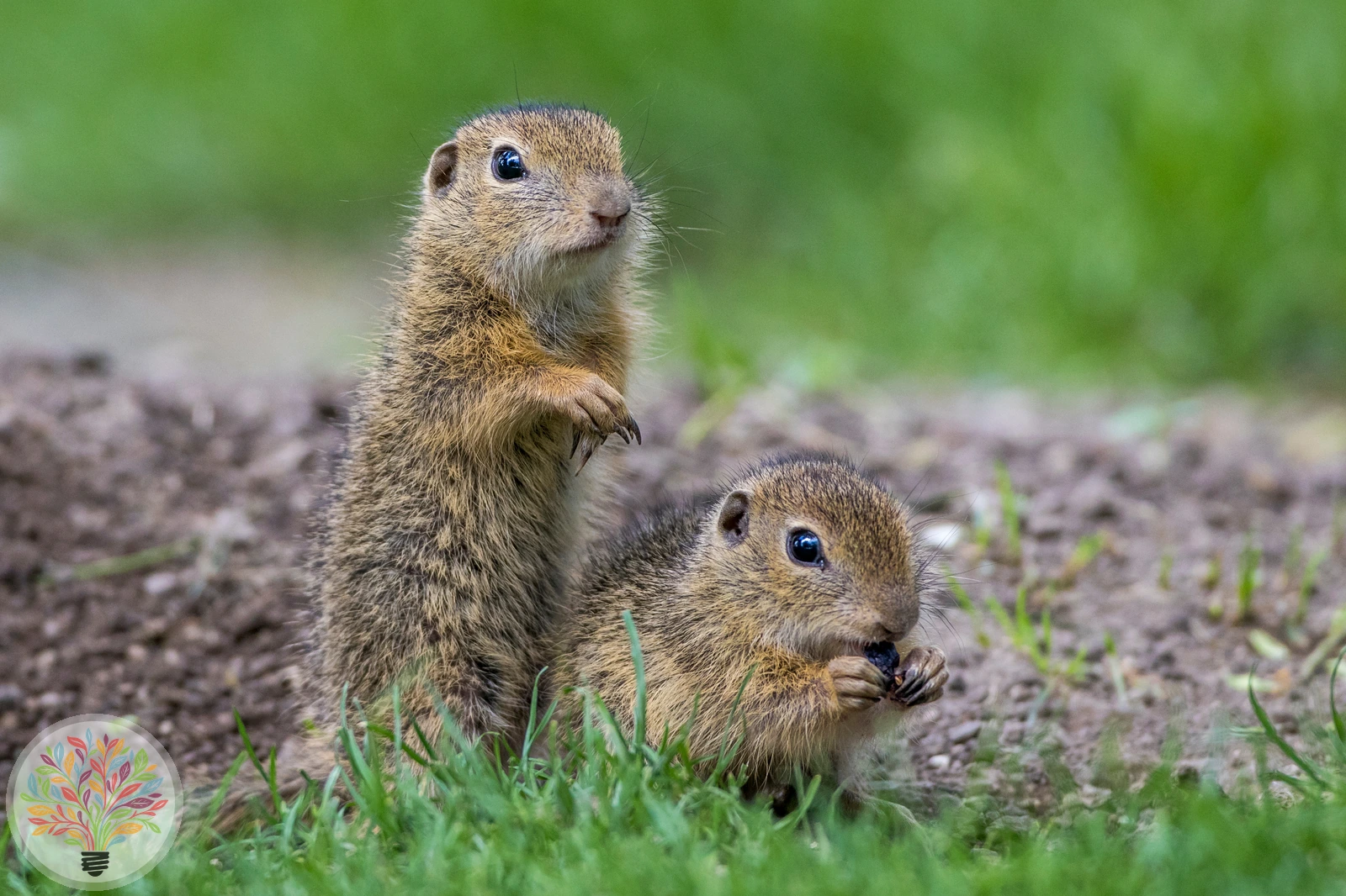 Ziesel – Bild 3 von 3