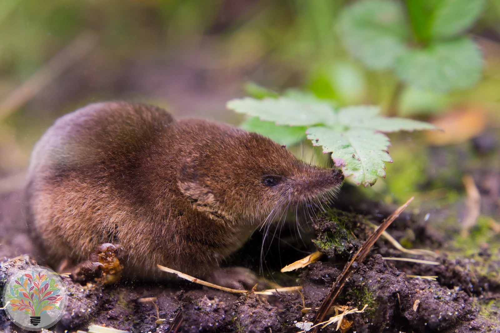 Waldspitzmaus – Bild 1 von 2