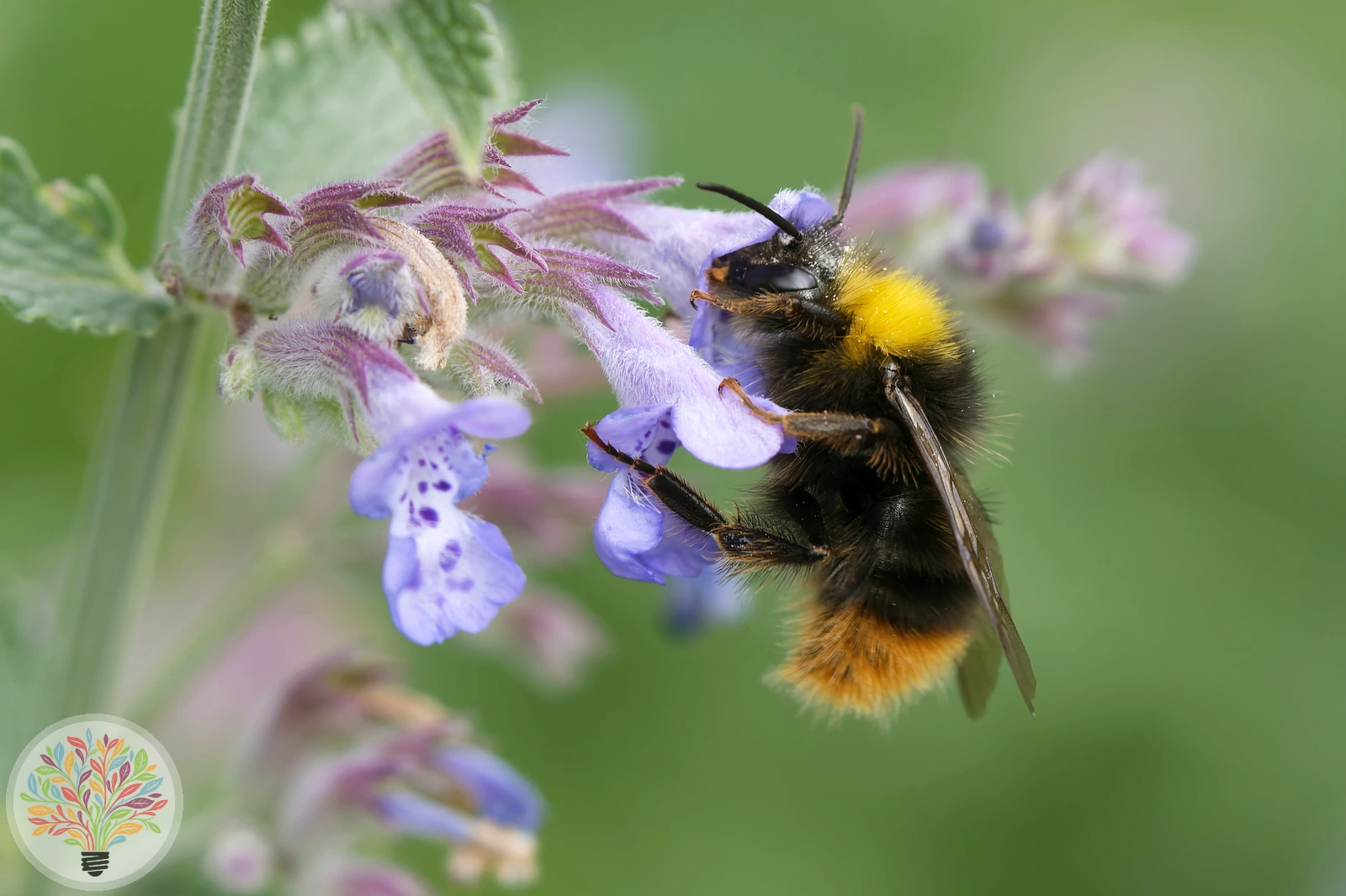 Wiesenhummel – Bild 3 von 3