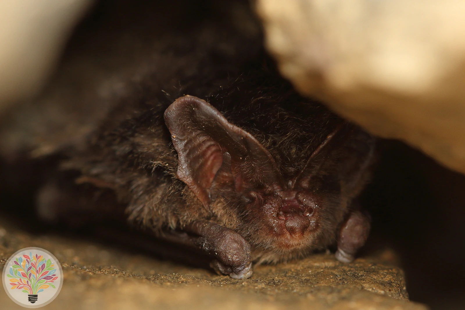 Mopsfledermaus – Bild 2 von 2