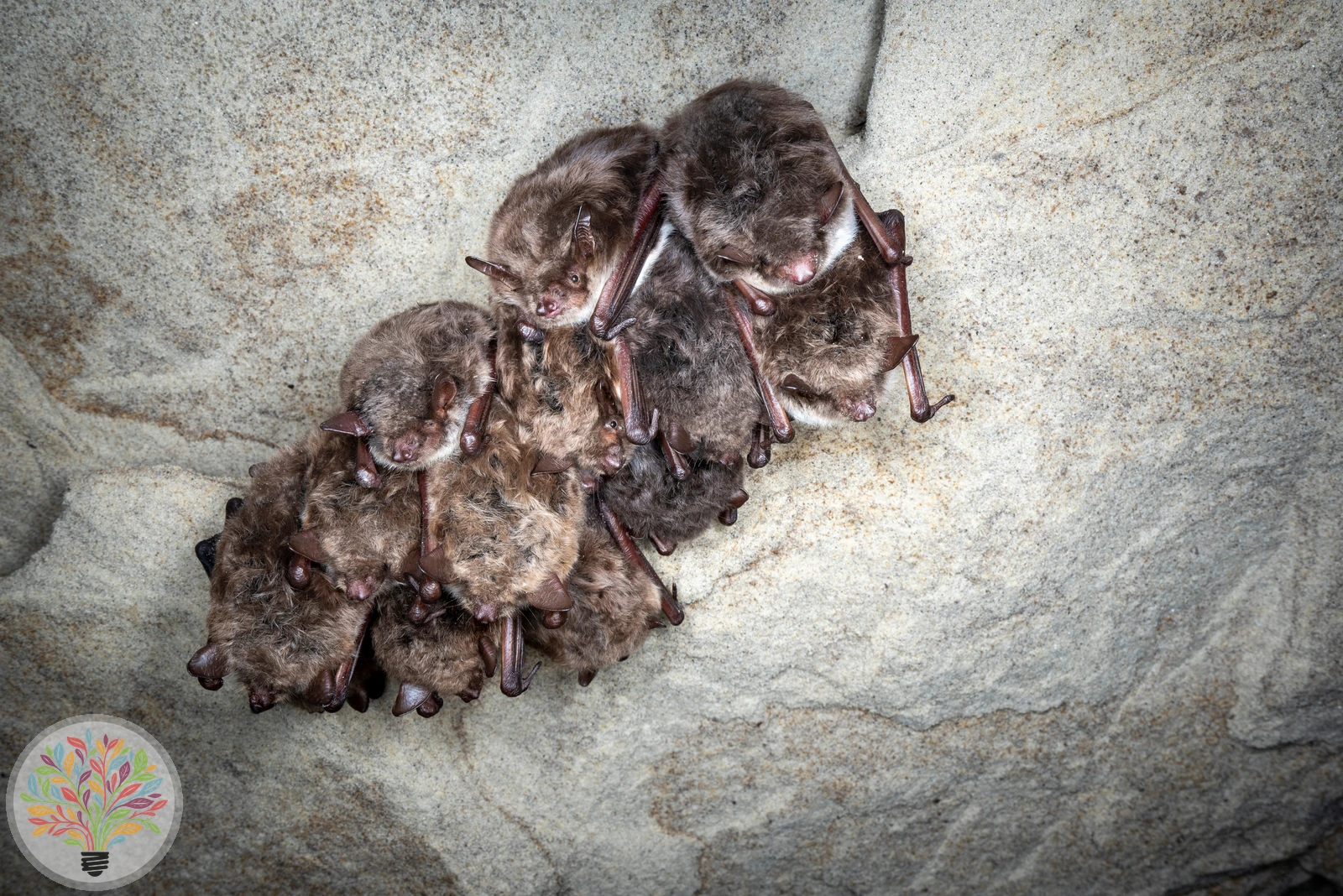 Teichfledermaus – Bild 2 von 2
