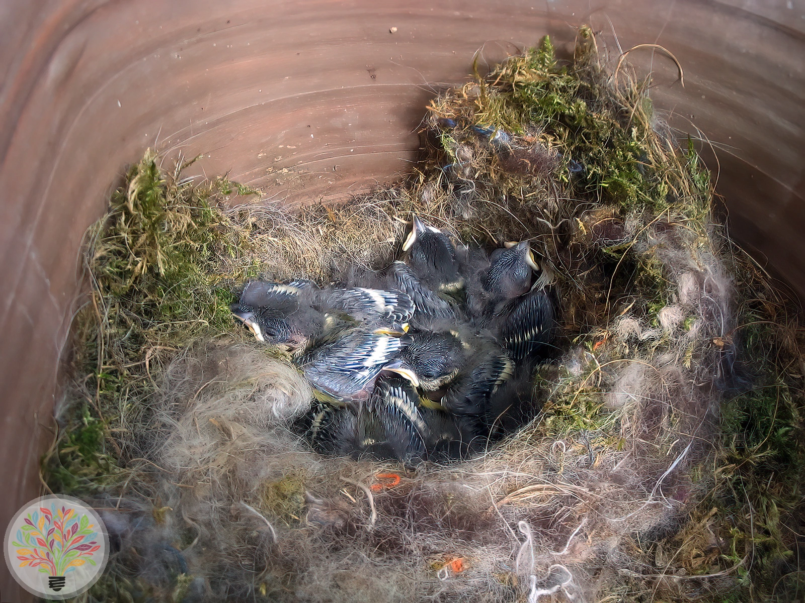 Parus major – Imagine 6 din 9