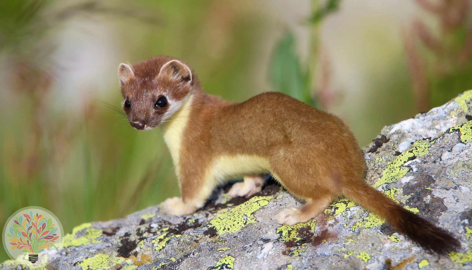 Hermelin – Bild 5 von 6