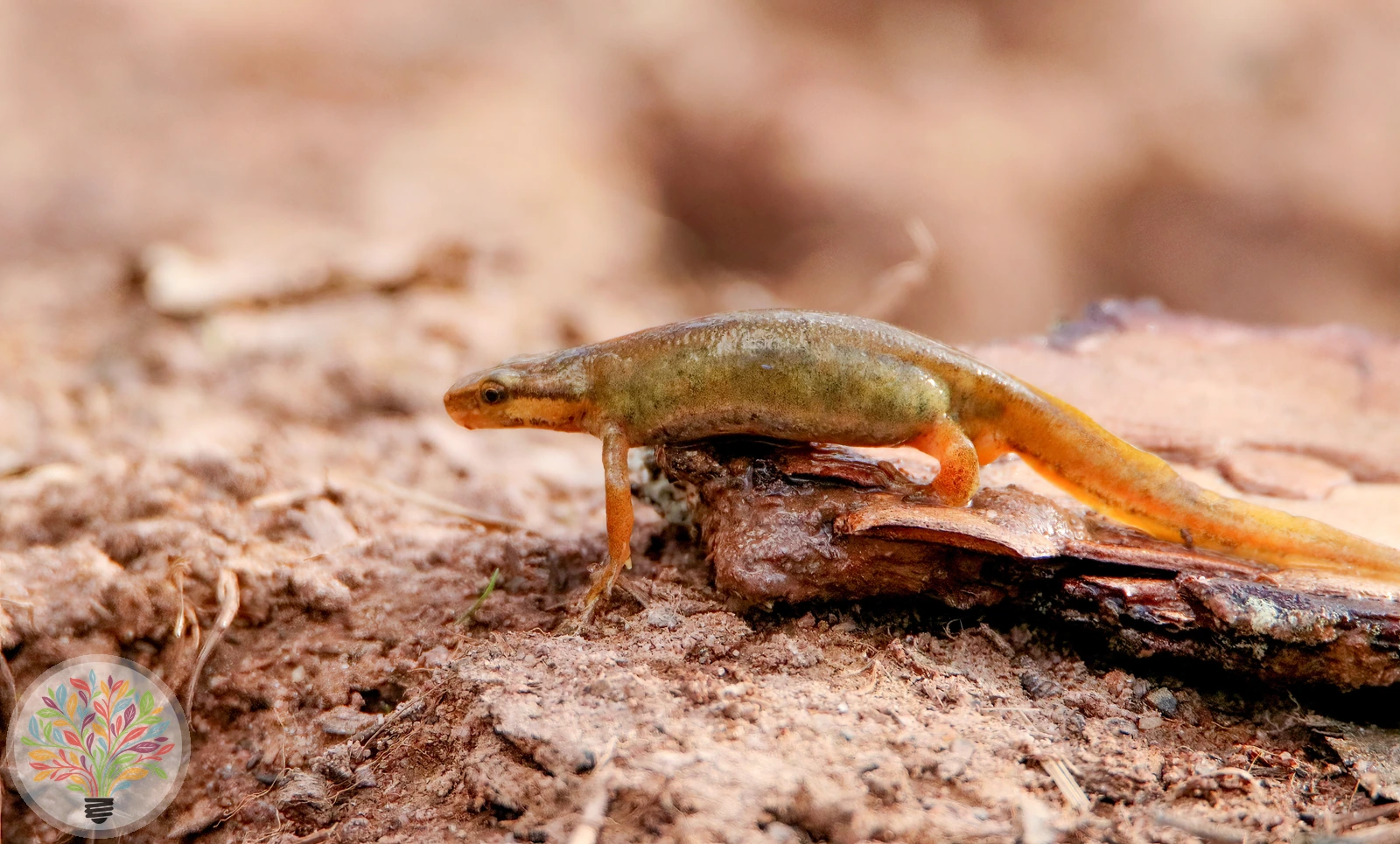 Fadenmolch – Bild 4 von 5