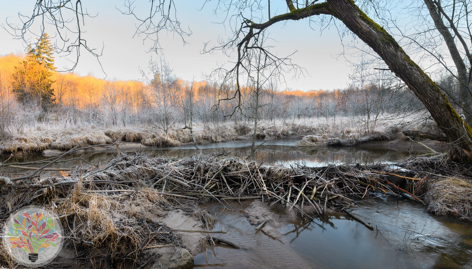 Europäischer Biber – Bild 4 von 4
