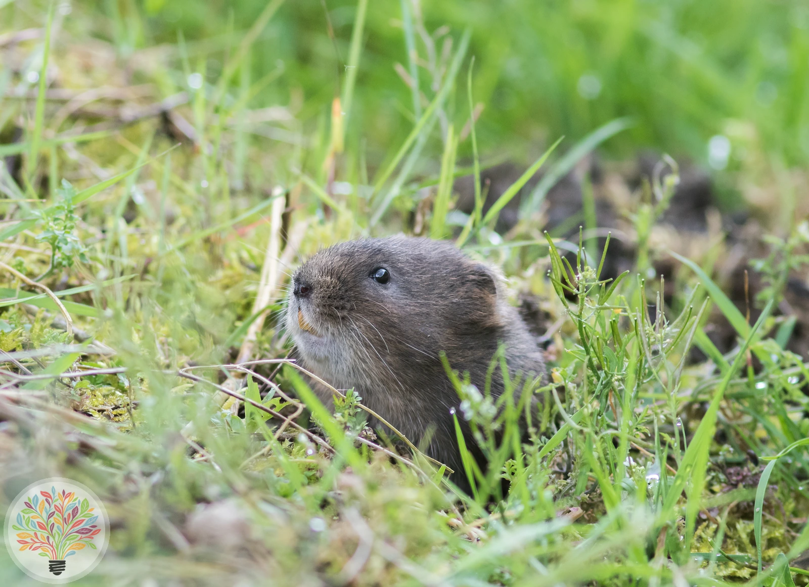 Schermaus – Bild 2 von 2