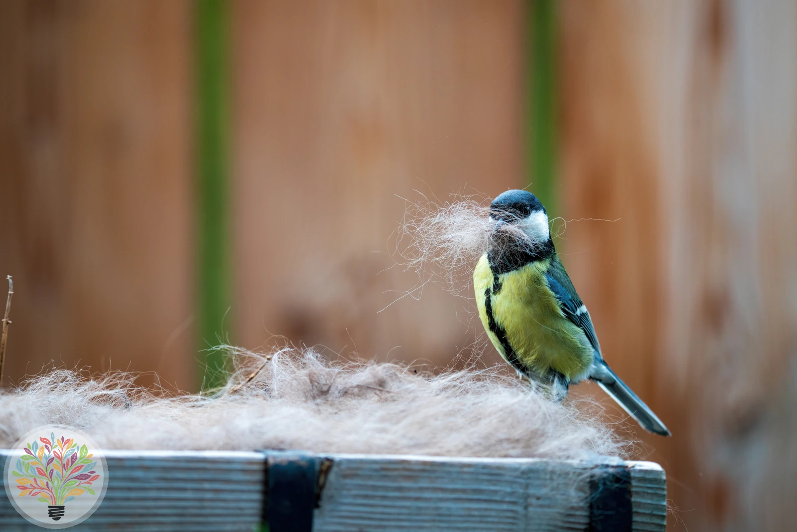 Parus major – Imagine 3 din 9