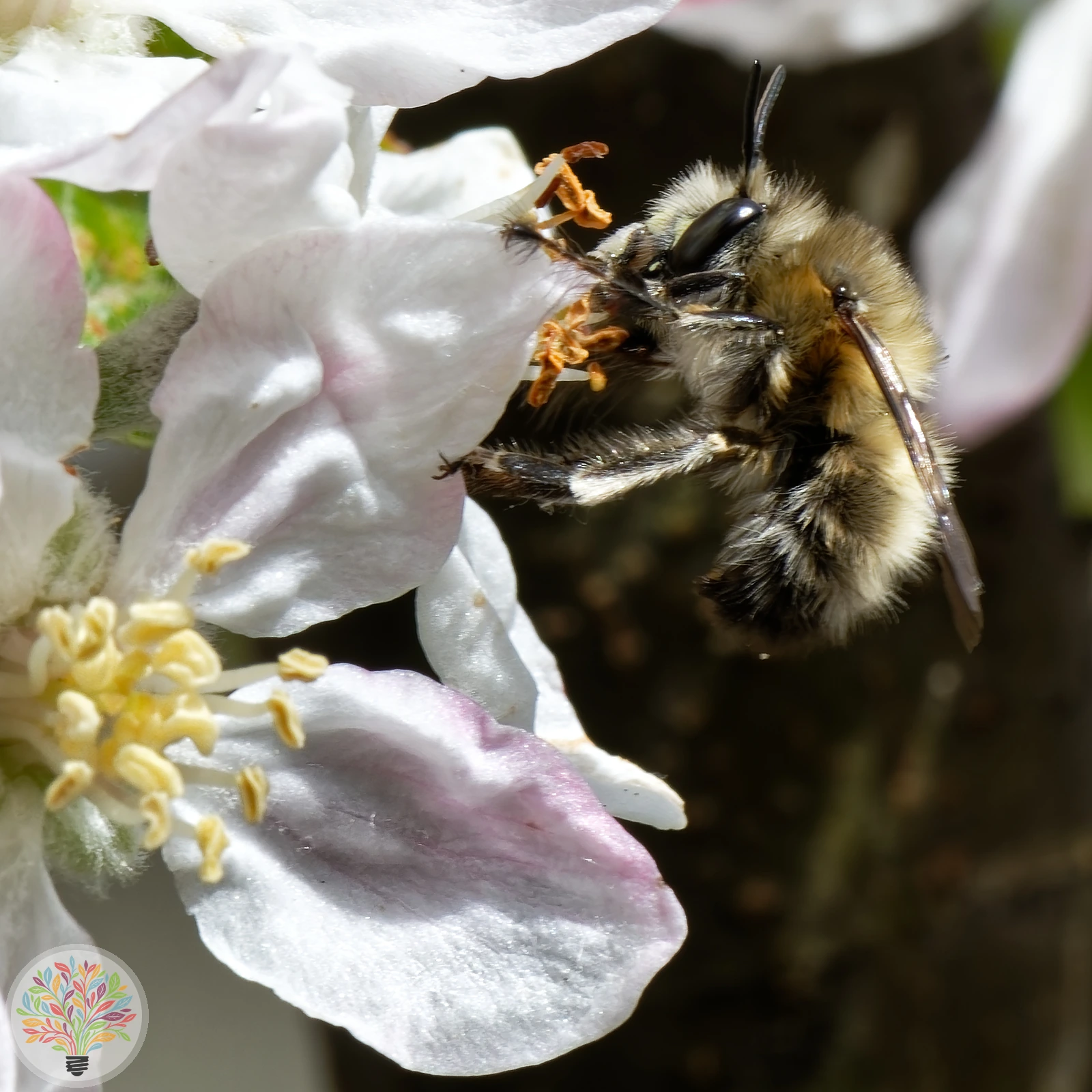 Wiesenhummel – Bild 2 von 2