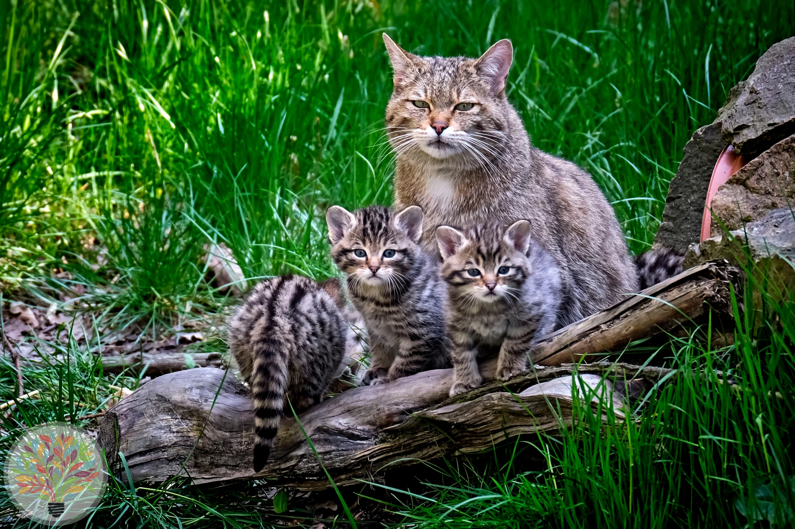 Wildkatze – Bild 3 von 3