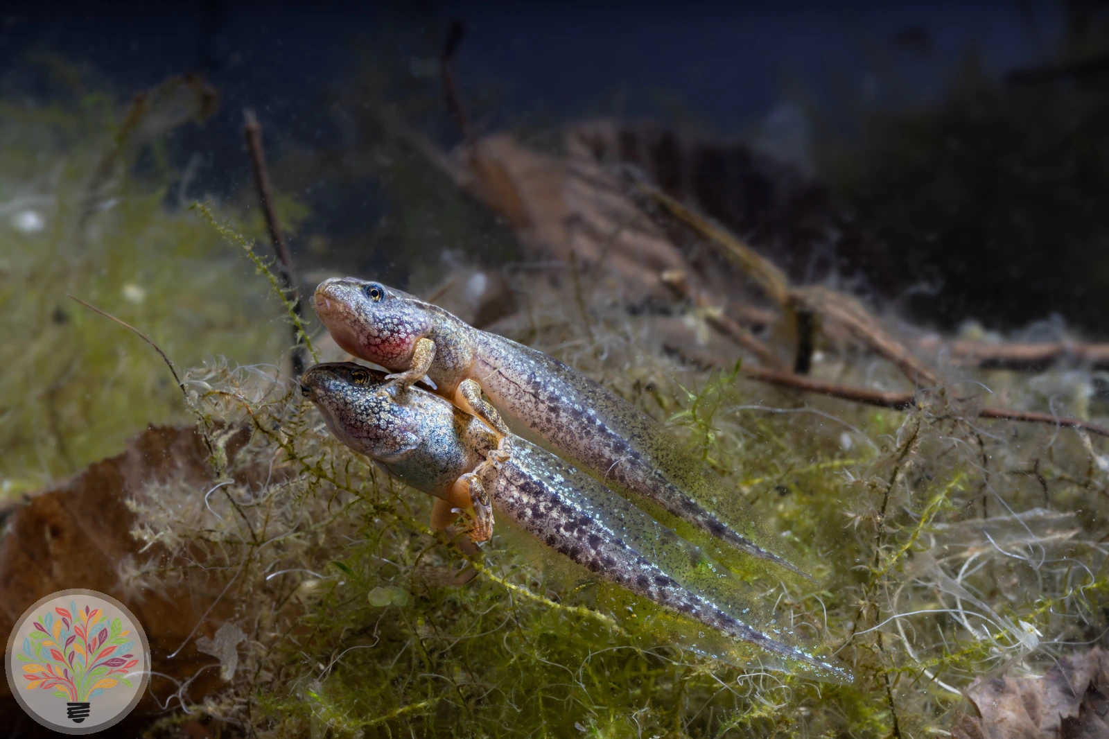 Grasfrosch – Bild 6 von 6