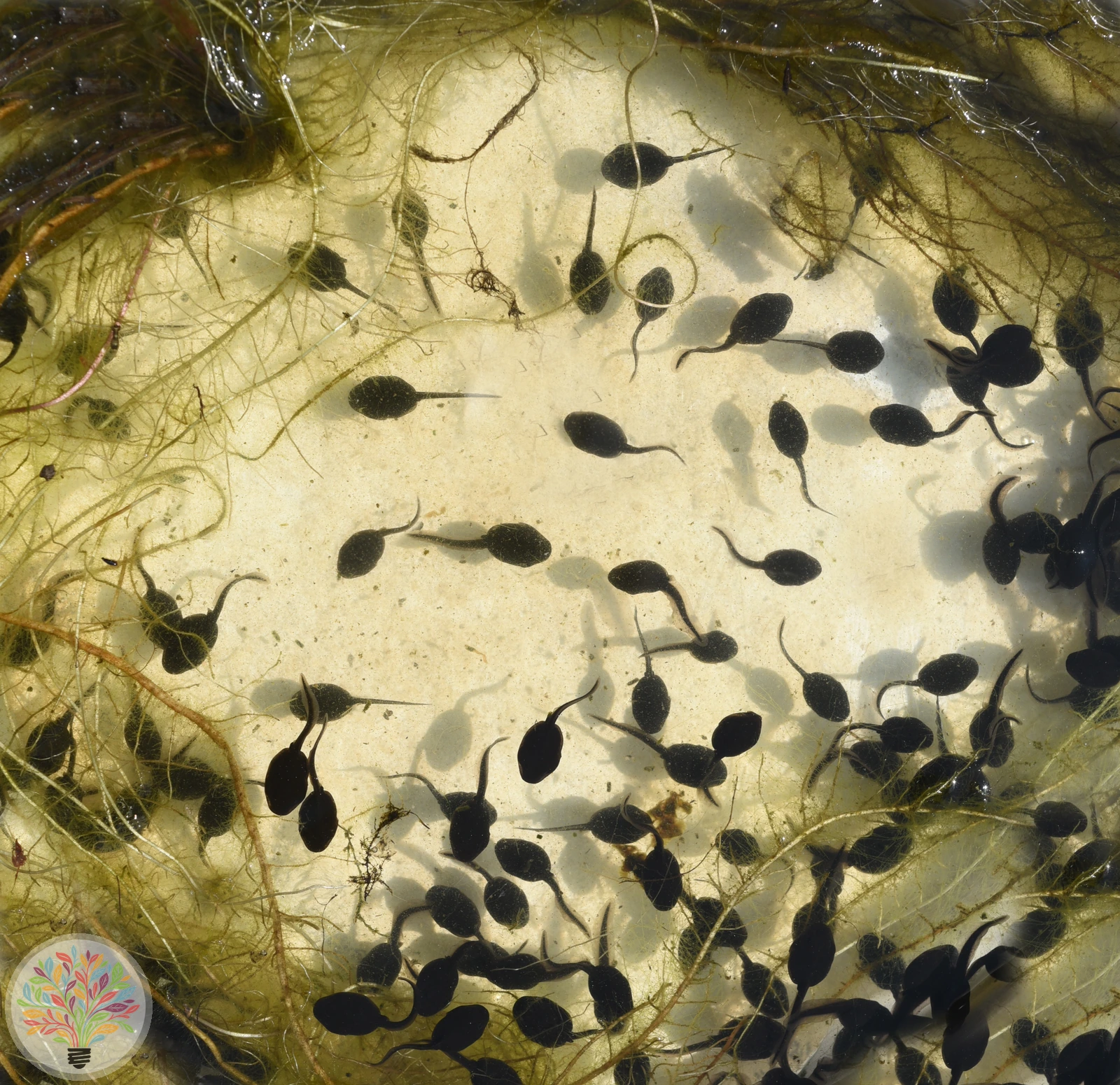 Erdkröte – Bild 4 von 4