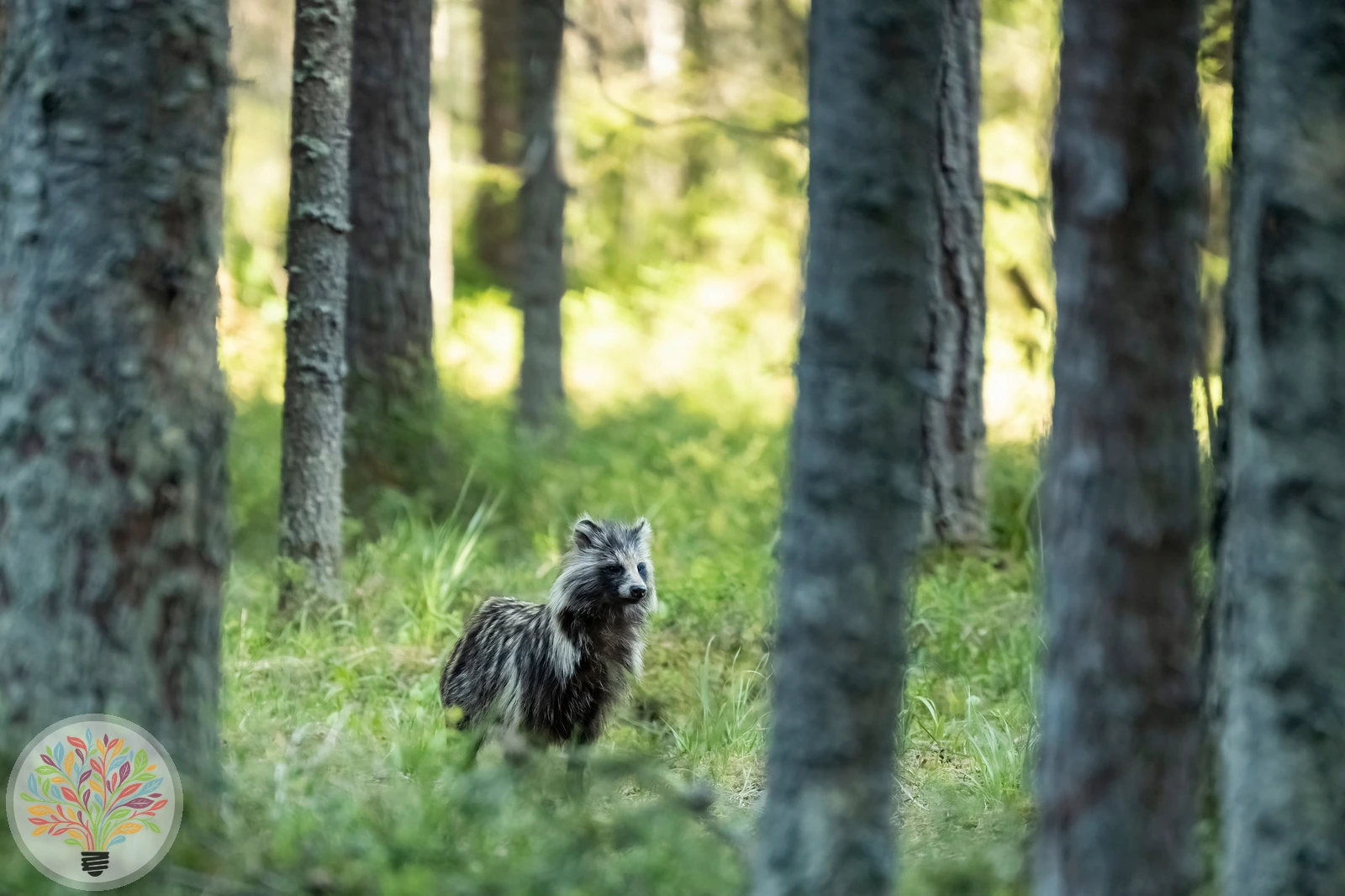 Nyctereutes procyonoides – Bild 2 von 3